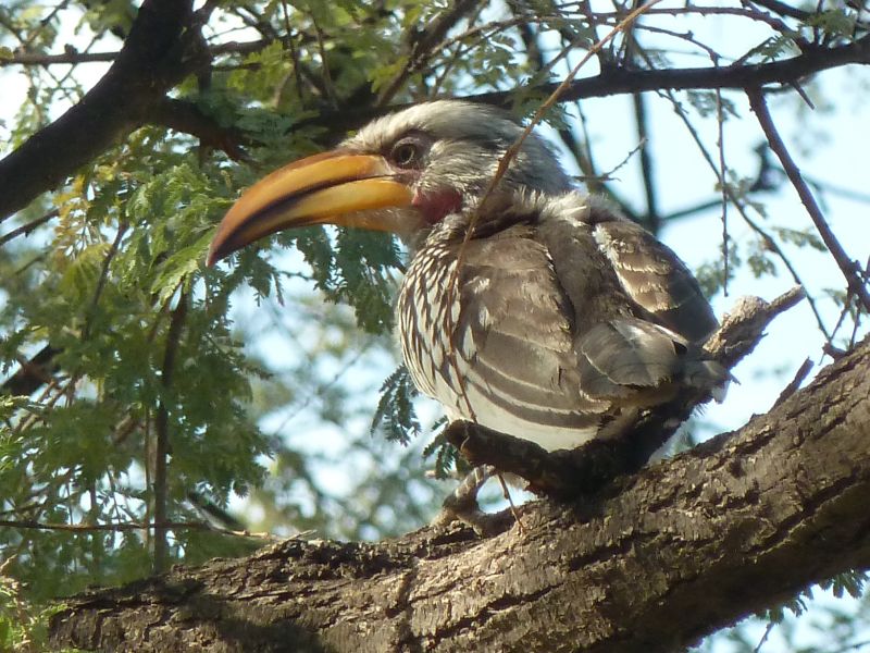 banane volante Etosha FP.jpg - Banane volante à Etosha